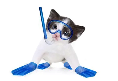Kitten portrait in studio on white background Stock Illustration