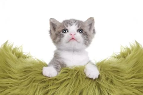 Kitten portrait in studio on white background Stock Photos