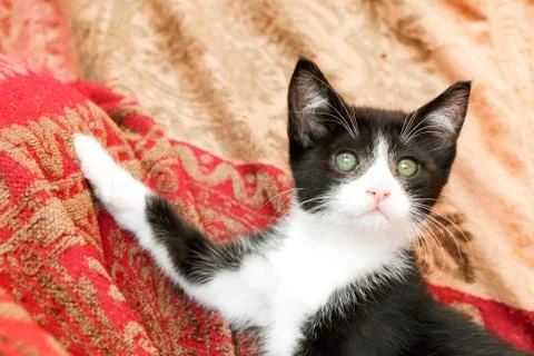 Kitten posing Stock Photos