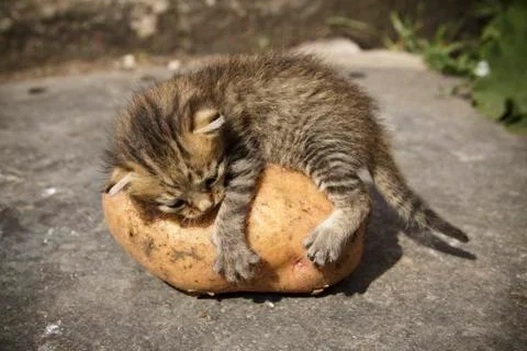 Kitten on potatoes 스톡 사진