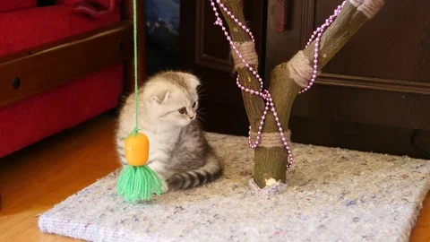 Kitten preparing to attack Stock Footage 73985560