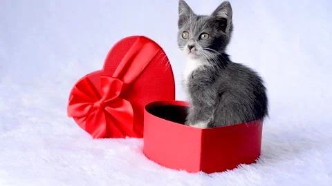 A kitten for present a holiday. A young gray cat sits in a red heart-shaped gift Stock Footage 154711488