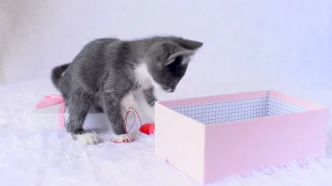 Kitten for present a holiday. Young gray cat sits in pink gift box on white Stock Footage 155346101