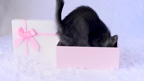 Kitten for present a holiday. Young gray cat sits in pink gift box on white Stock Footage 157471745