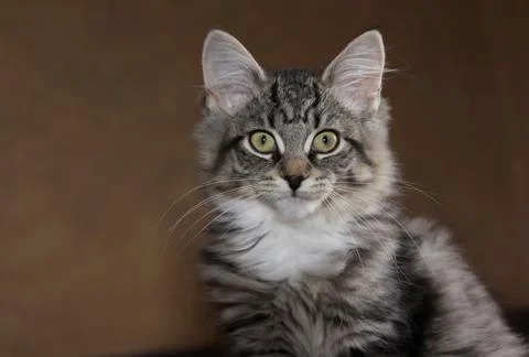 Kitten profile Stock Photos