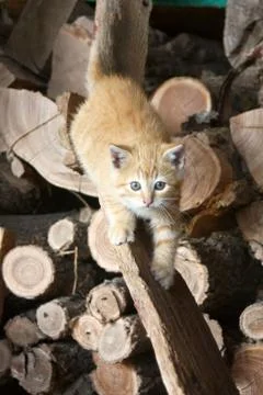 Kitten on the prowl Stock Photos