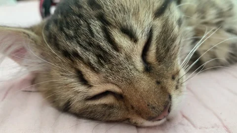 Kitten purring while sleeping with sound Stock Footage 150219903