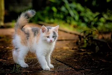 Kitten with a raised tail Stock Photos