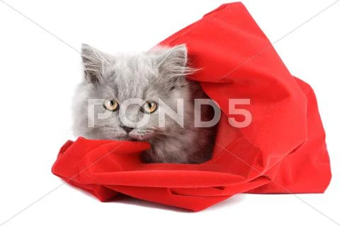 Kitten in red bag isolated Stock Photos