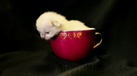 Kitten in a red coffee cup 01 Stock Footage 33890752