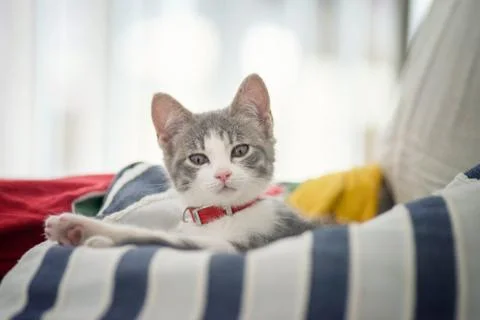 Kitten with red collar lying on the bed Stock Photos