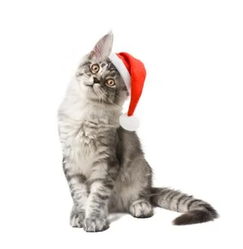 Kitten in red hat Stock Photos