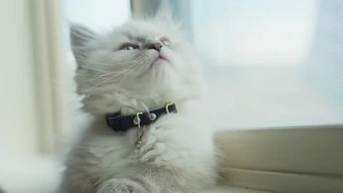 Kitten Relaxing by Window Video stock 240589633