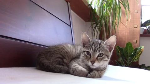 Kitten at rest Vídeo Stock 141292779