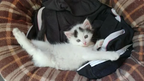 Kitten rest in his bed Stock Footage 130905084