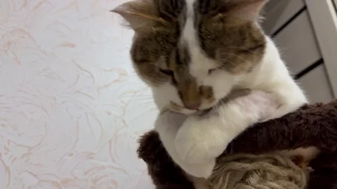 Kitten rest, slow motion video Stock Footage 309026710