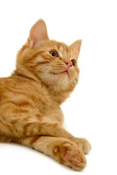 Kitten resting and looking Stock Photos