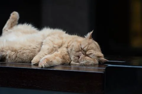 Kitten is resting in a bizarre posture Foto stock