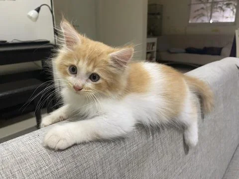 Kitten Resting on Couch Stock Photos