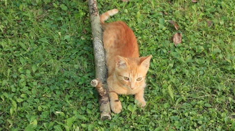 Kitten resting Stock Footage 35809315