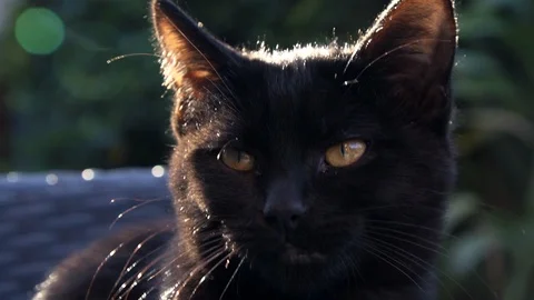 Kitten resting Stock Footage 88937506