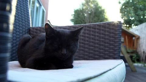 Kitten resting Stock Footage 88937527