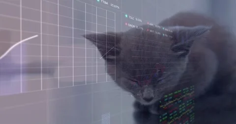Kitten resting on glossy table, frames sparking data overlays overlaying it with Stock Footage 333904909