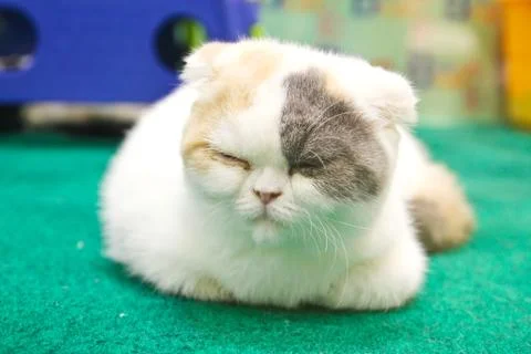 Kitten is resting Stock Photos