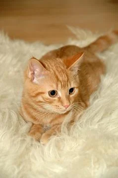 Kitten is resting Foto stock