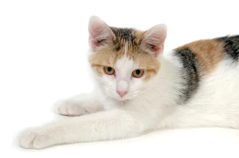 Kitten is resting Stock Photos