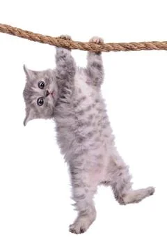 Kitten with rope Stock Photos