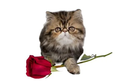 Kitten with rose Stock Photos