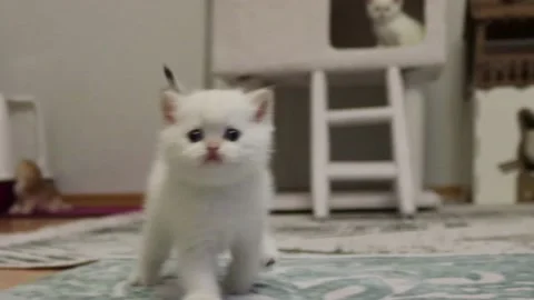 Kitten running towards camera british shorthair golden point by nazgoldenland Stock Footage 203898051