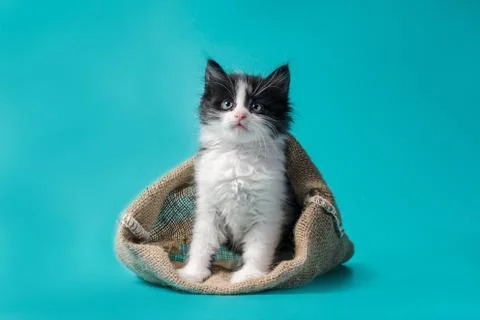 Kitten in a sack turquoise background Stock Photos