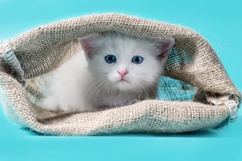 Kitten in a sack turquoise background Stock Photos