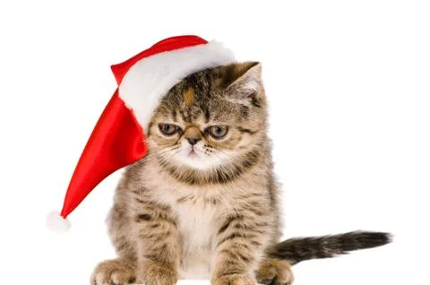Kitten santa Stock Photos