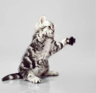Kitten scottish fold Stock Photos