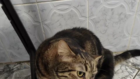 Kitten scratches itself Stock Footage 285728918