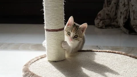 Kitten at scratching post Stock Footage 224380253