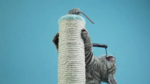 Kitten scrathing playing with toy slow motion studio shot of a in front of a Stock Footage 242266099