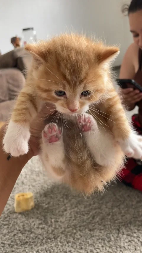 Kitten Scrunches And Air Biscuits, Shickshinny, Pennsylvania, USA - 08 Jun 2025 Stock Footage 328721833