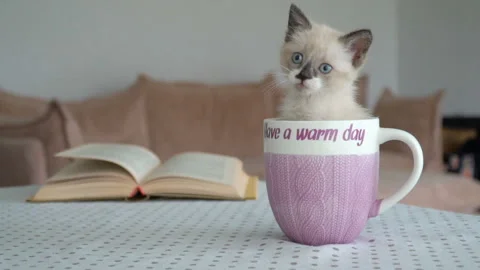 Kitten seating in the cup Stock Footage 115067223