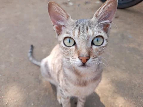 KITTEN SEE CAMERA Stock-Fotos