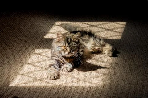Kitten in the shadows Stock Photos