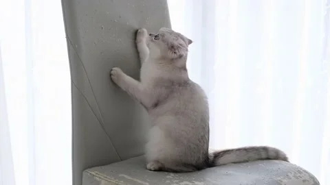 The kitten sharpens its claws on the back of a chair. Stock Footage 233178358