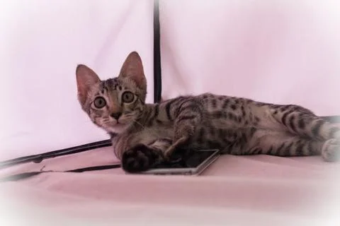 Kitten shocked looking at the camera. While previously playing phones. Stock Photos