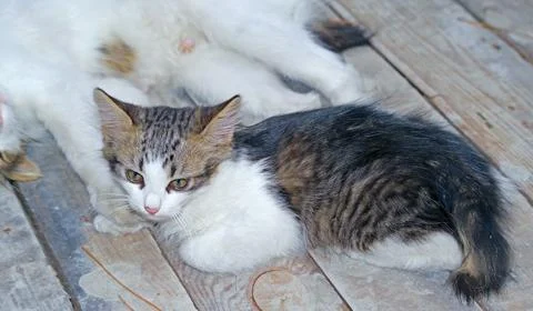 Kitten with short tail Stock Photos