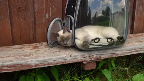 Kitten Siamese and Thai breed in the courtyard of the house on the bench. Kit Stock Footage 219988233