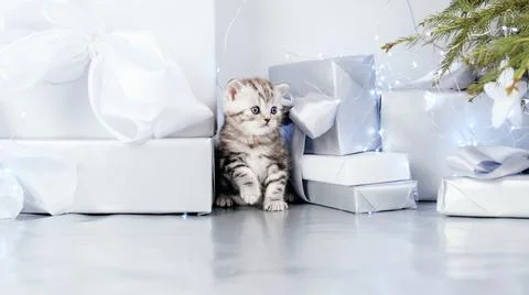 The kitten sits among the boxes. Stock Photos
