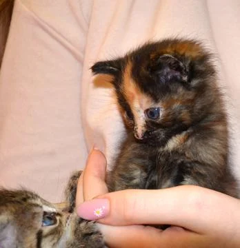 The kitten sits on the arm. Stock Photos